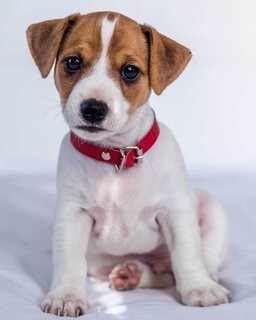 Jack Russell Terrier mikroflanel takaró-1