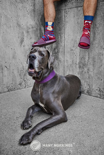 Ponožky klasik Walkie doggie 43-46-2